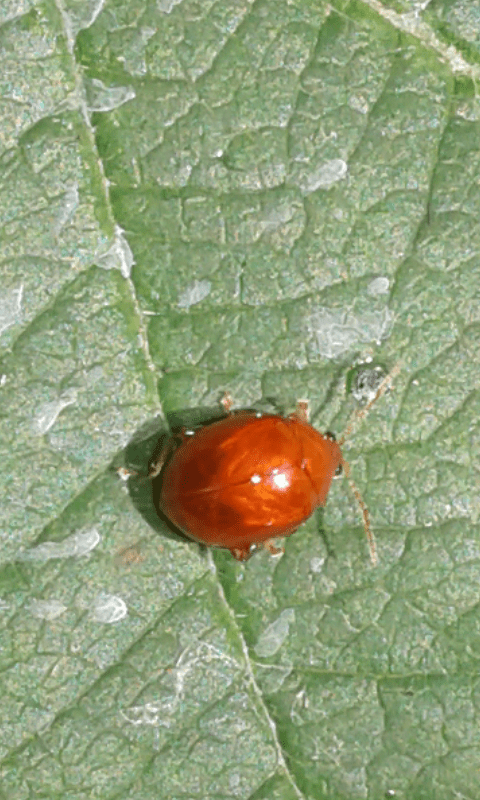 Sphaeroderma sp., Chrysomelidae? S.